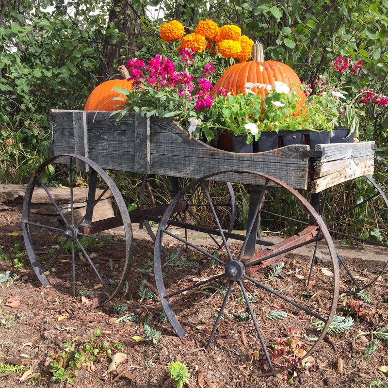 pumpkins and fall flowers in a rustic wheelbarrow - pumpkins in a wood cart - rustic vintage wheelbarrow - 1111 Light Lane (1 of 1)