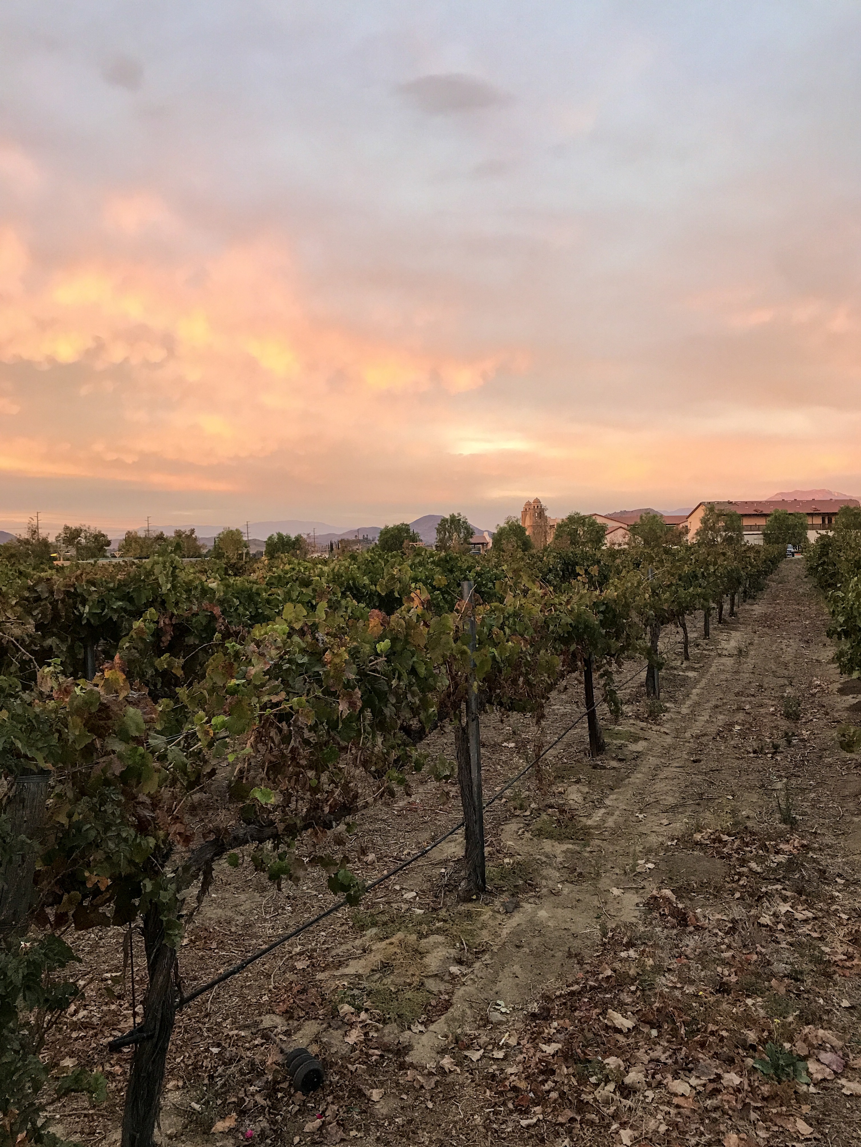 girls' trip: wine tasting in temecula - the love designed life